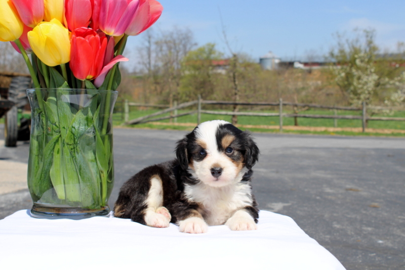 puppy, for, sale, Mini Bernedoodle F2, Matthew B. Stoltzfus, dog, breeder, Gap, PA, dog-breeder, puppy-for-sale, forsale, nearby, find, puppyfind, locator, puppylocator, aca